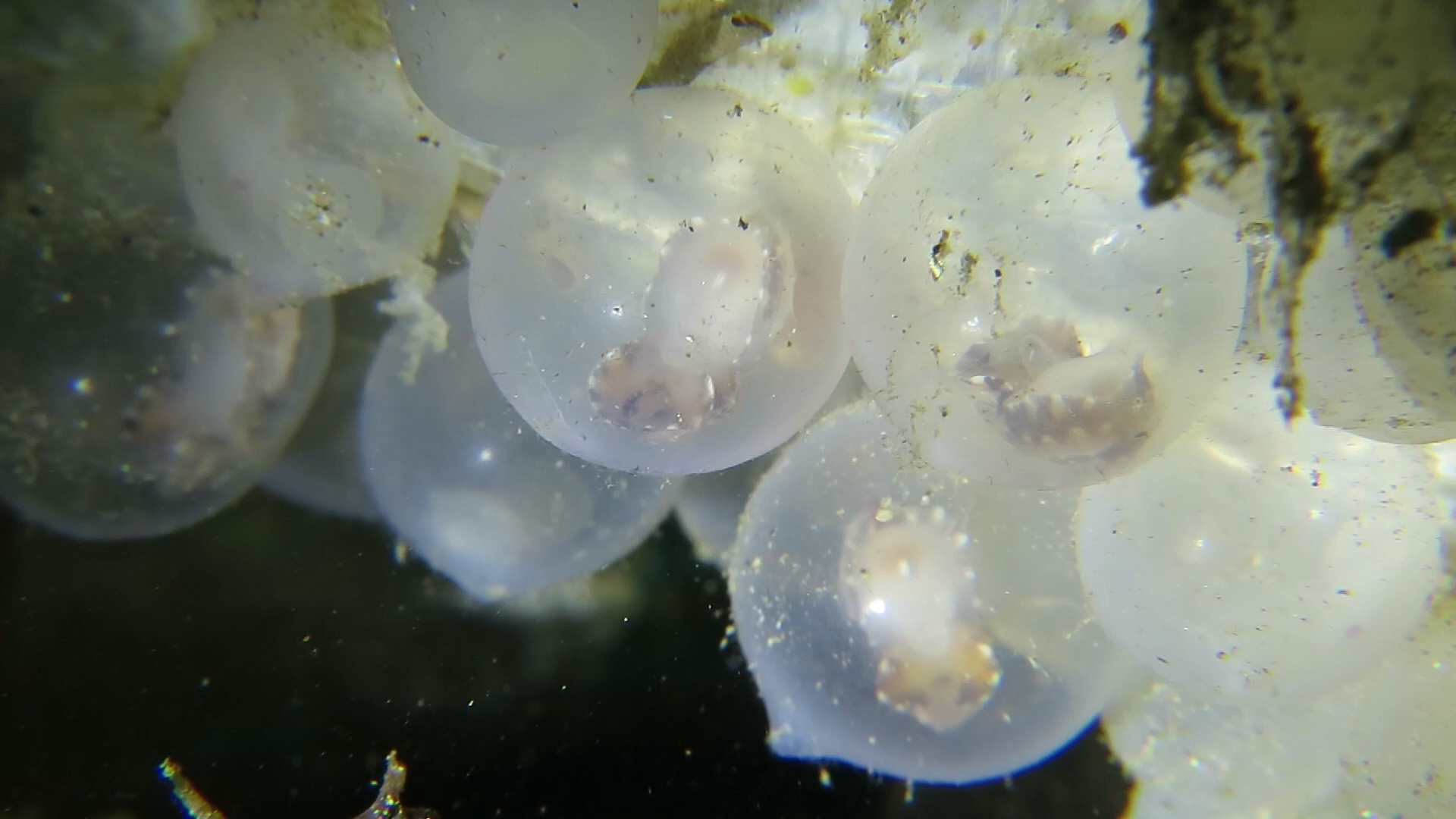 小火焰乌贼的出生