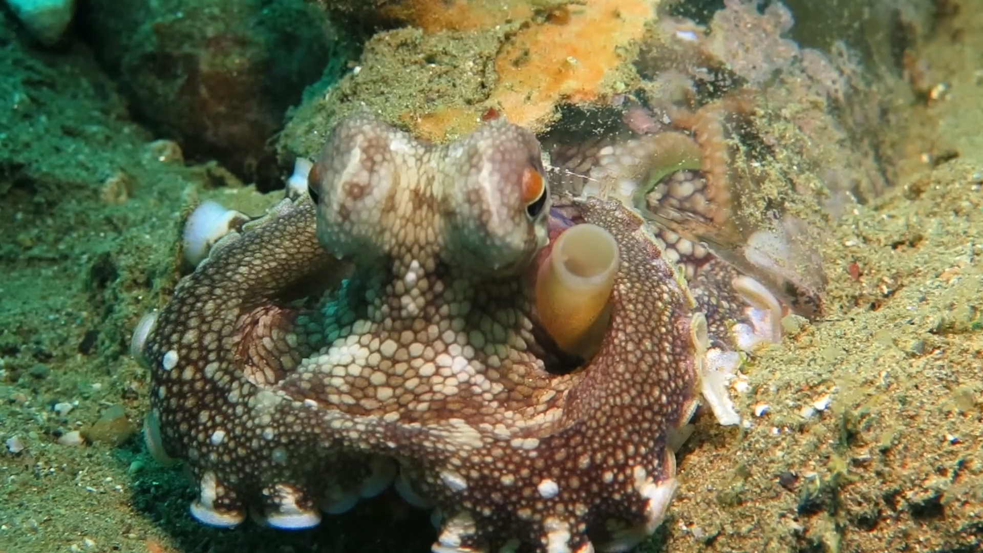 椰子章鱼的呼吸管位置左右互换