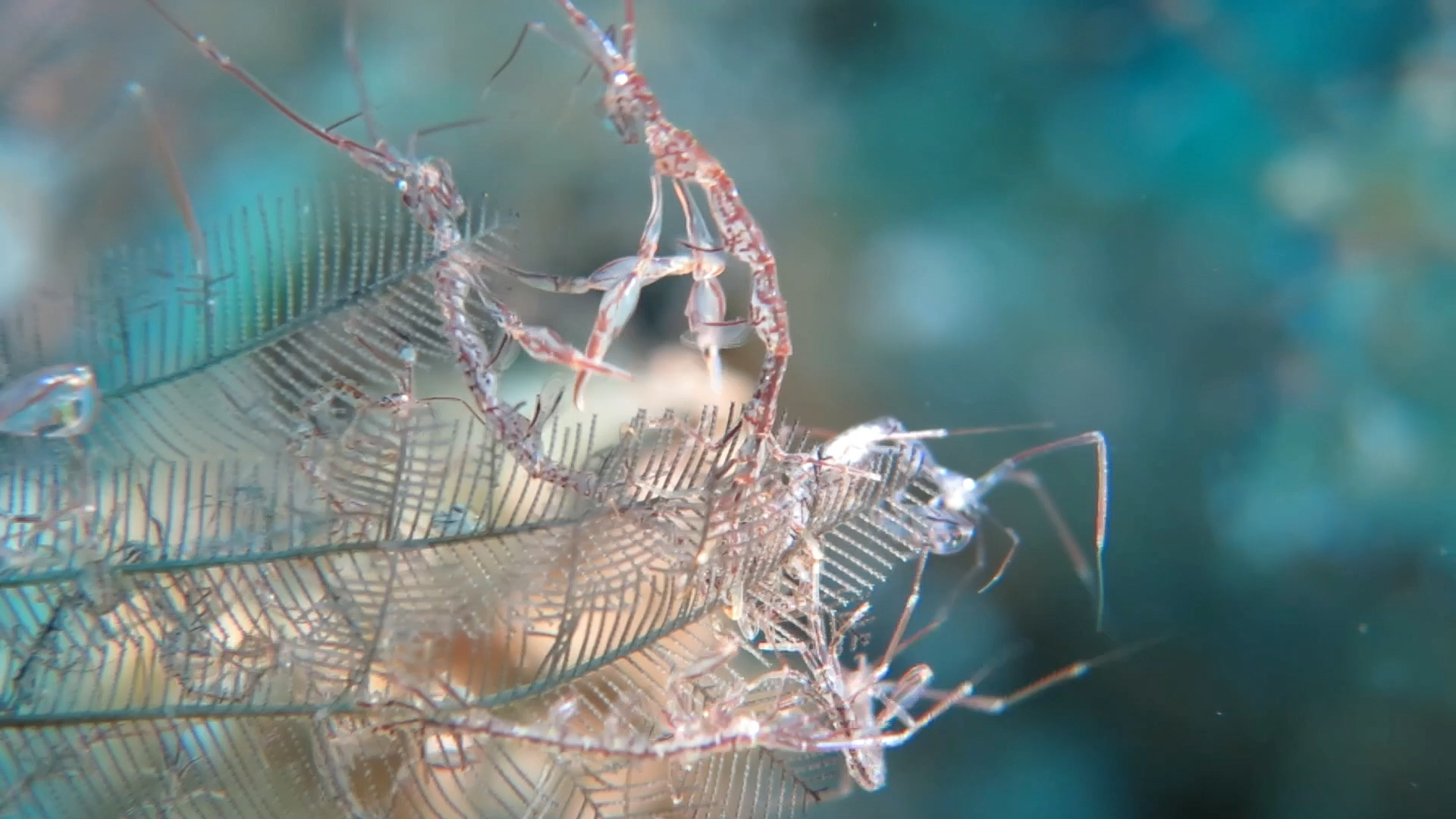 骷髅虾日常打闹