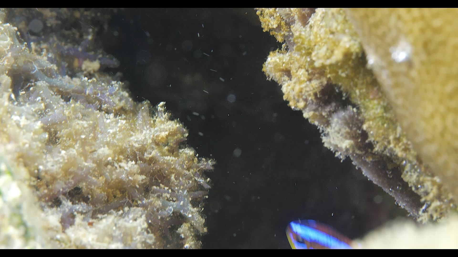 太阳魔多棘新箭齿雀鲷靓丽的幼年时期