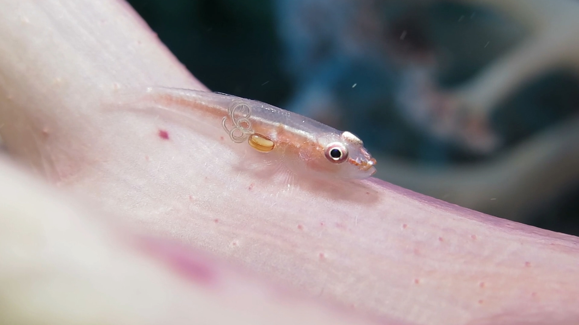 长着寄生虫的软珊瑚虾虎鱼