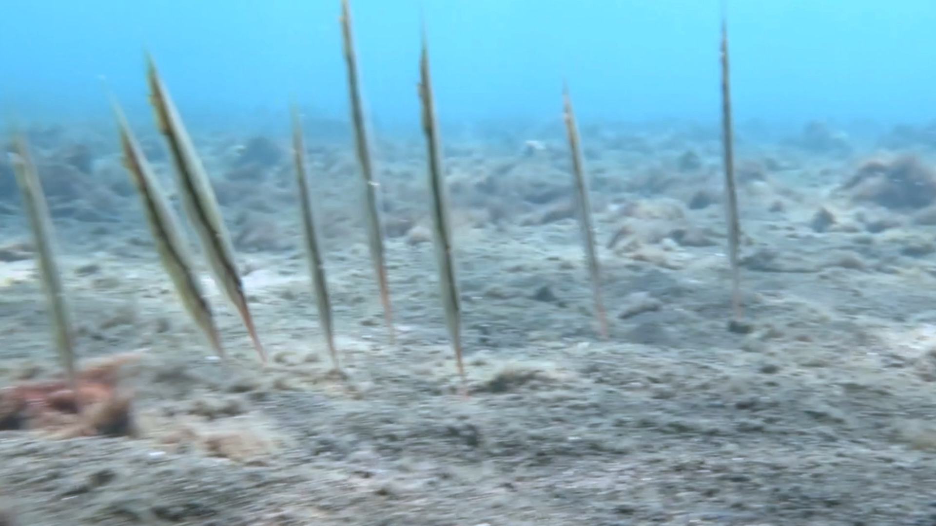 刀片鱼的垂直漂浮，游泳阻力极小