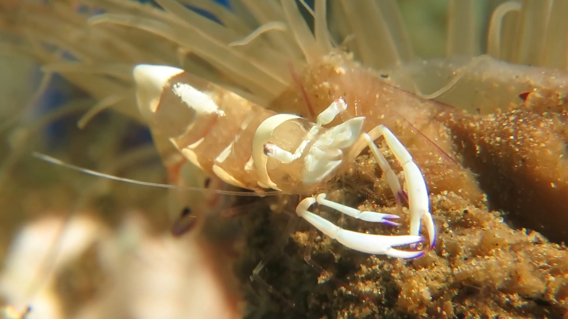 海葵虾悠哉觅食,边吃边挠痒痒