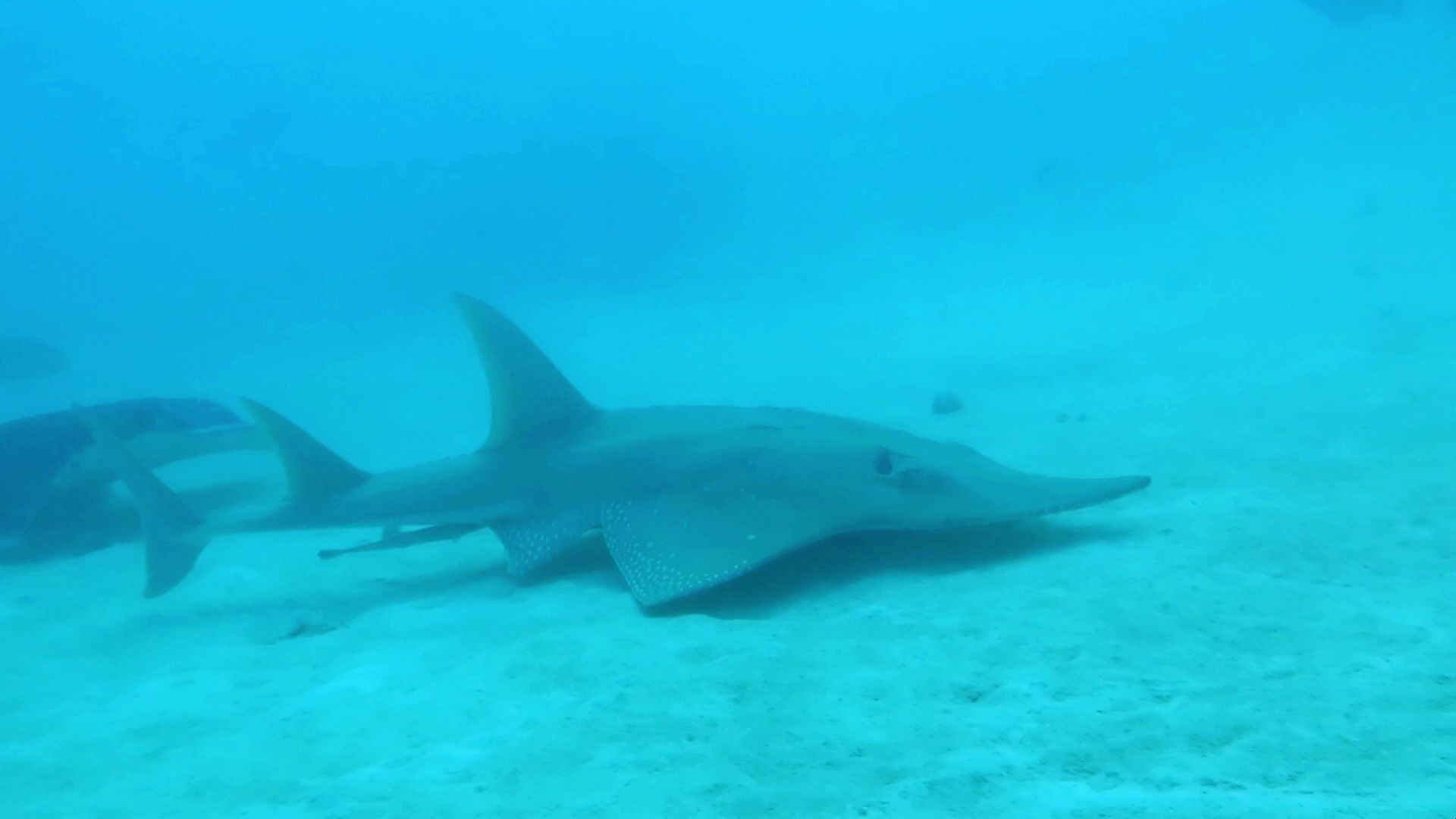 属于鳐鱼的吉他“鲨”