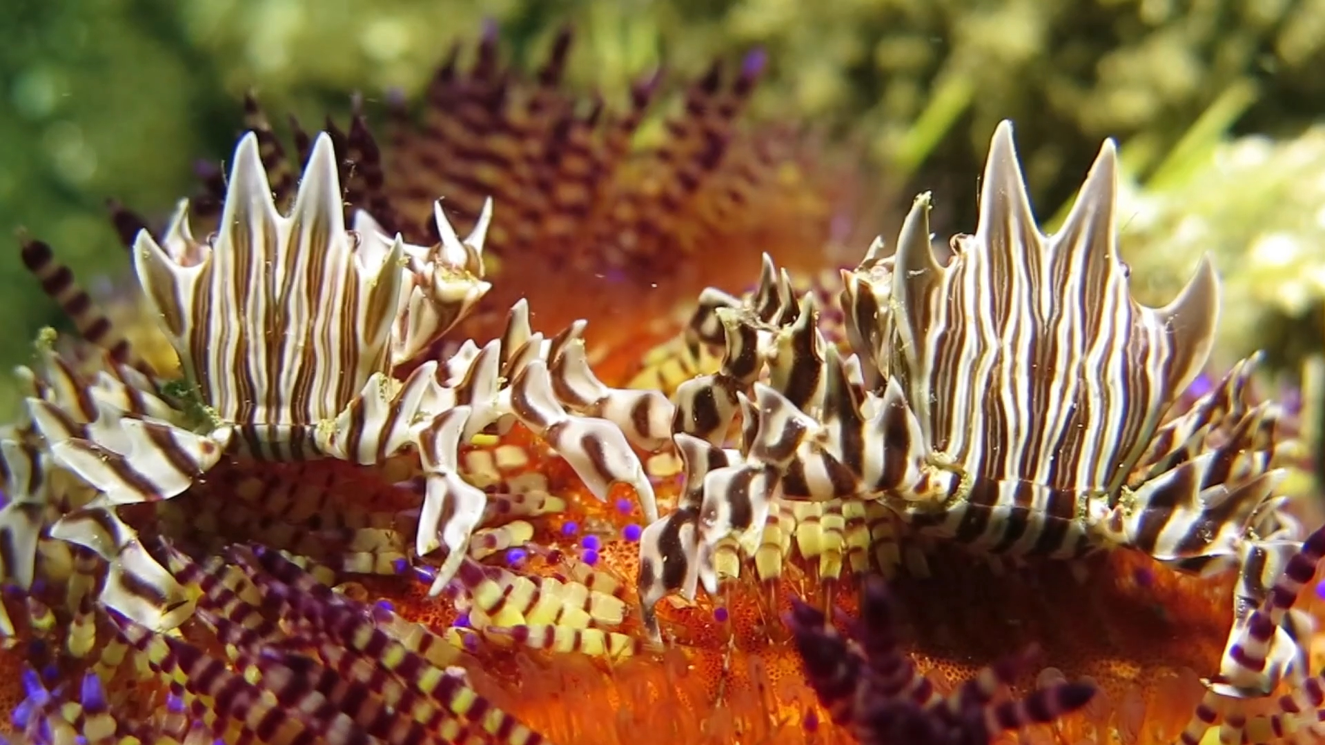 生活在火焰海胆里的斑马蟹，留意特别的演化成刺的腿