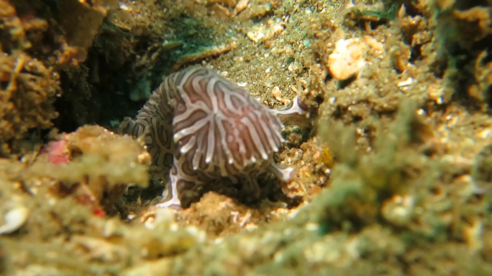 水摄圣杯迷幻安汶青蛙鱼小时候