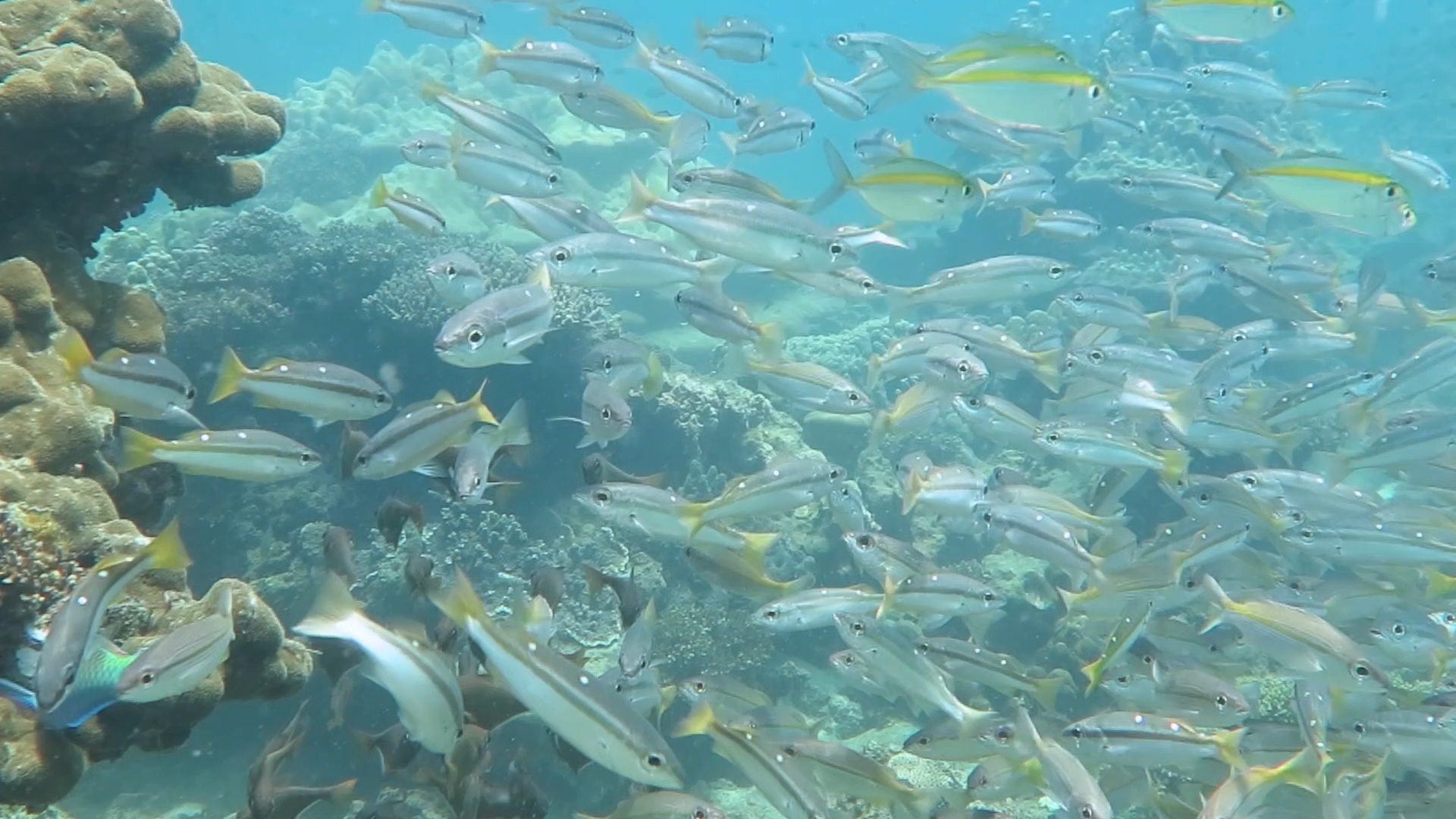 双斑笛鲷成鱼反而比幼时艳丽很多