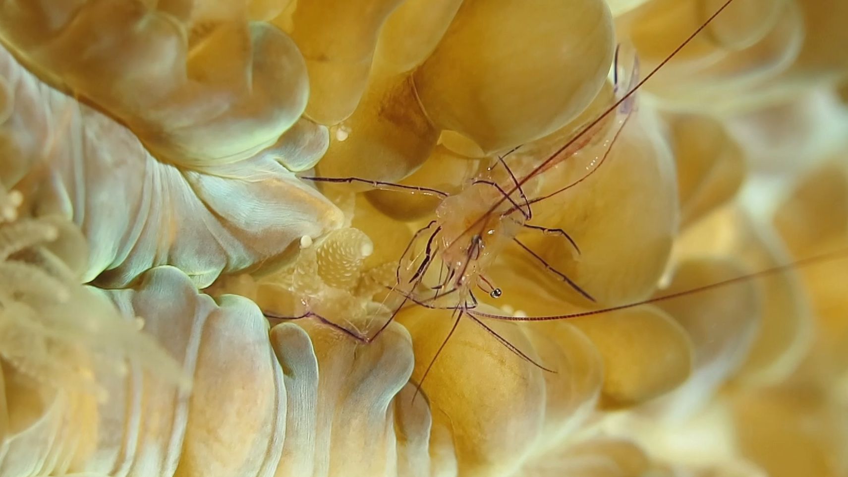 另一种气泡珊瑚虾夜间捕食