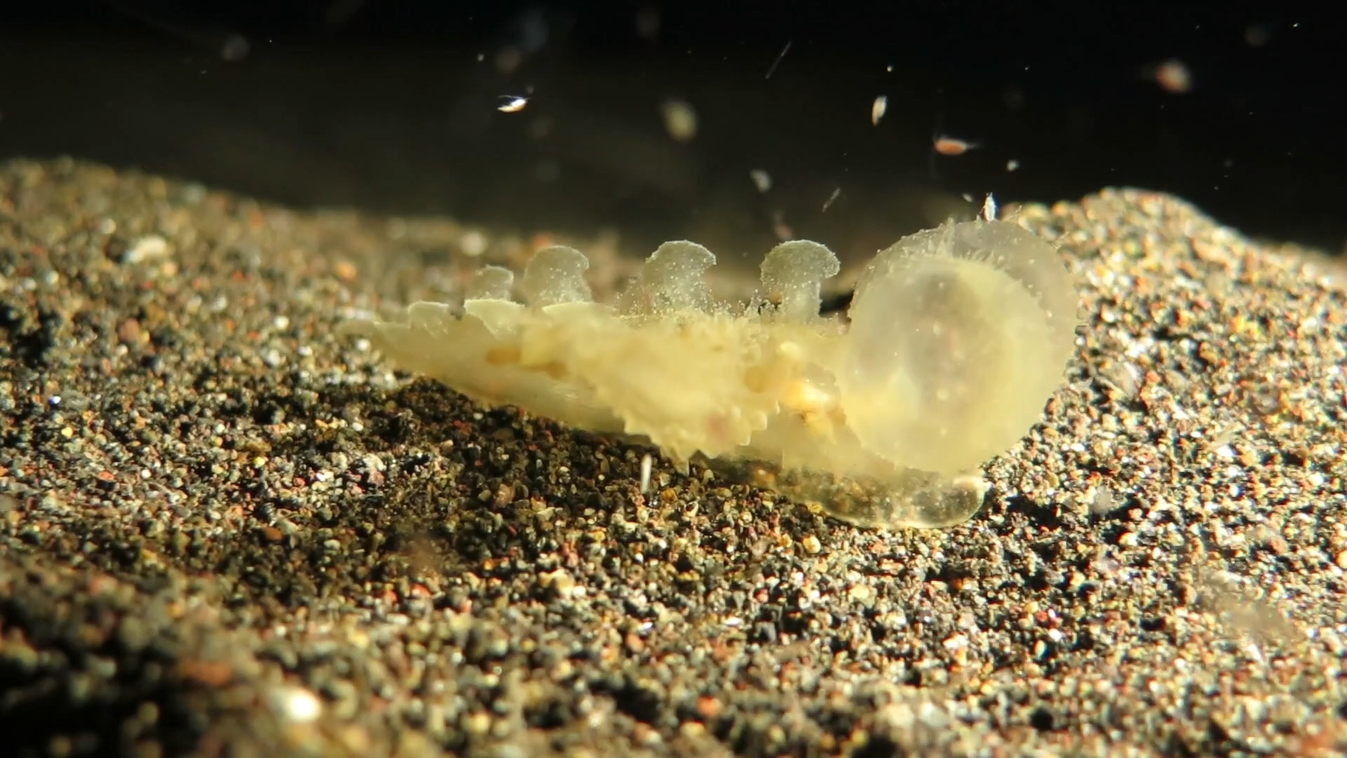 大嘴海蛞蝓捕食