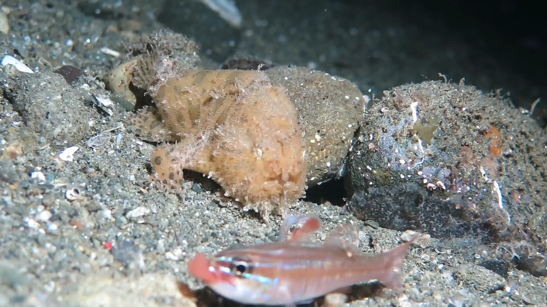 姜太公的多毛躄鱼捕食口孵卵的天竺鲷