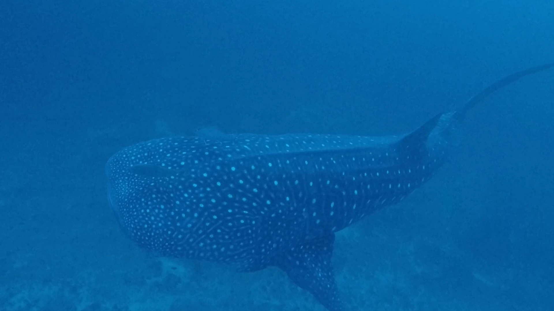 深海的成年鲸鲨疑似怀孕中