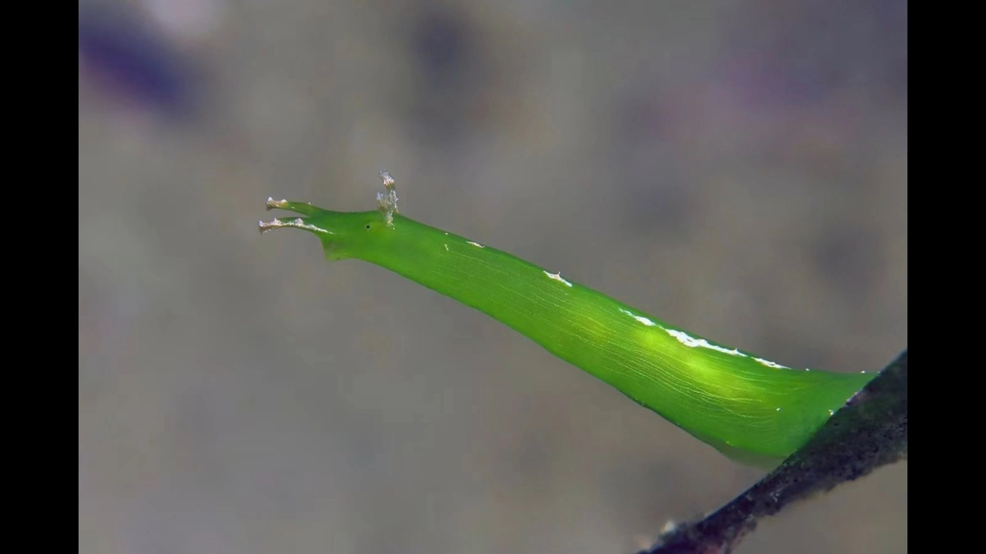 海草海兔在浅海的海草床上常见