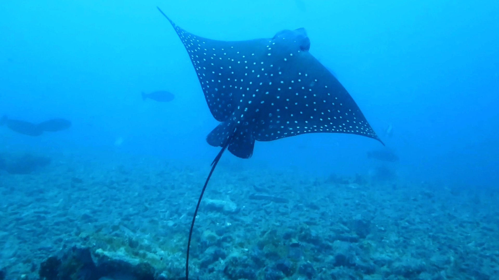 第一次这么近的看到鹰鳐