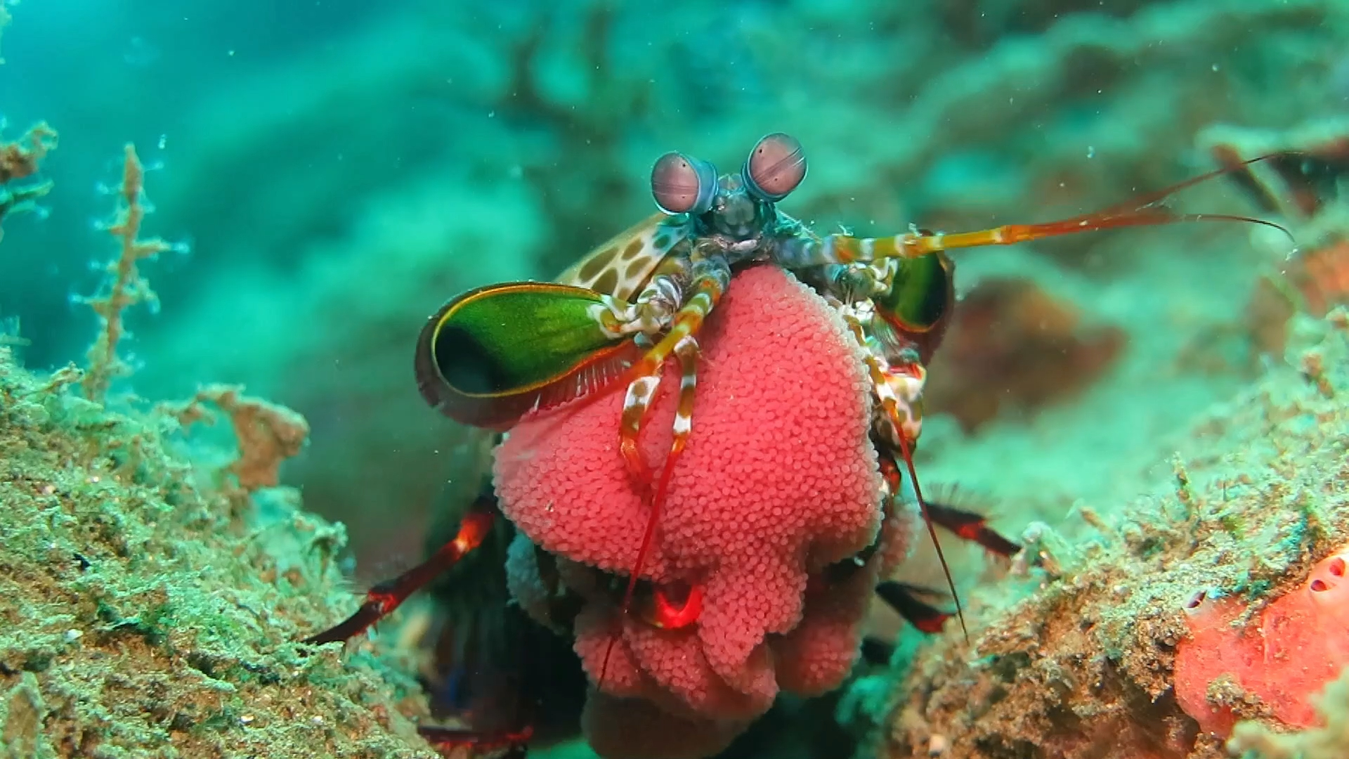 雀尾螳螂虾抱卵