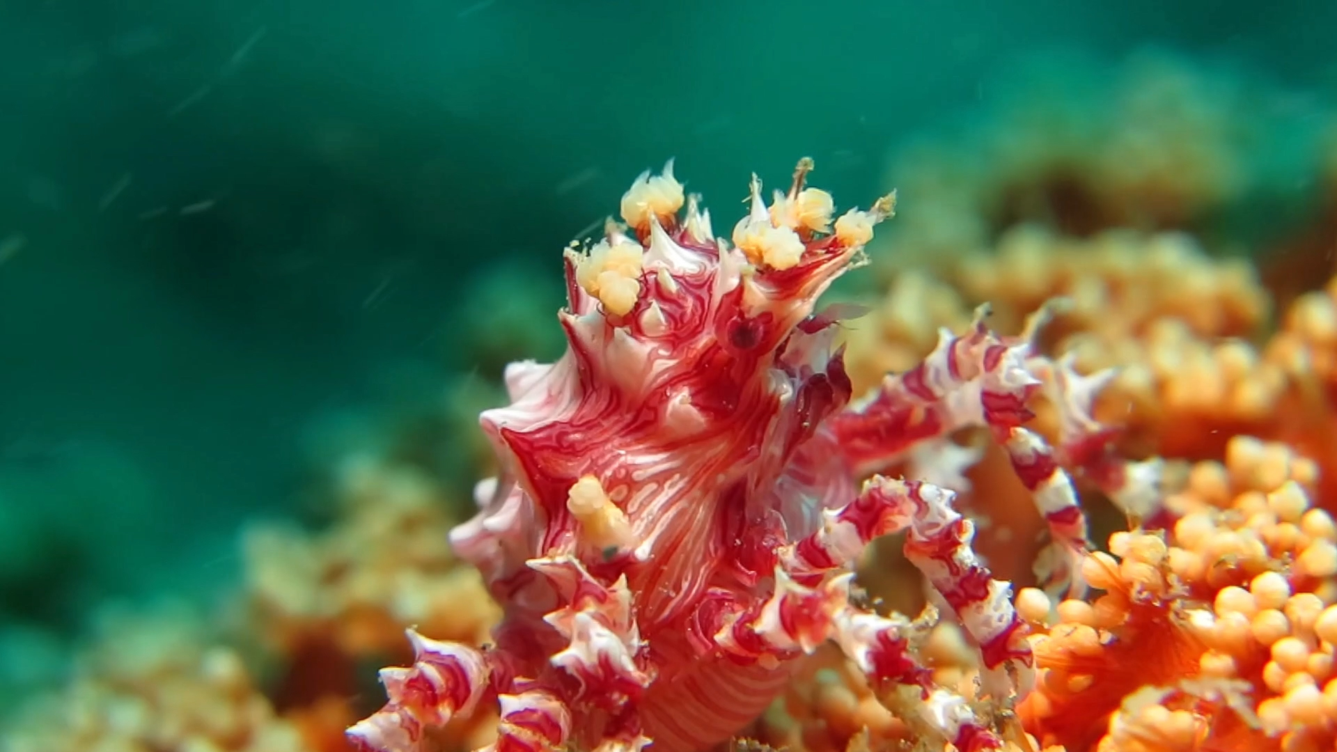 糖果蟹在大流中觅食
