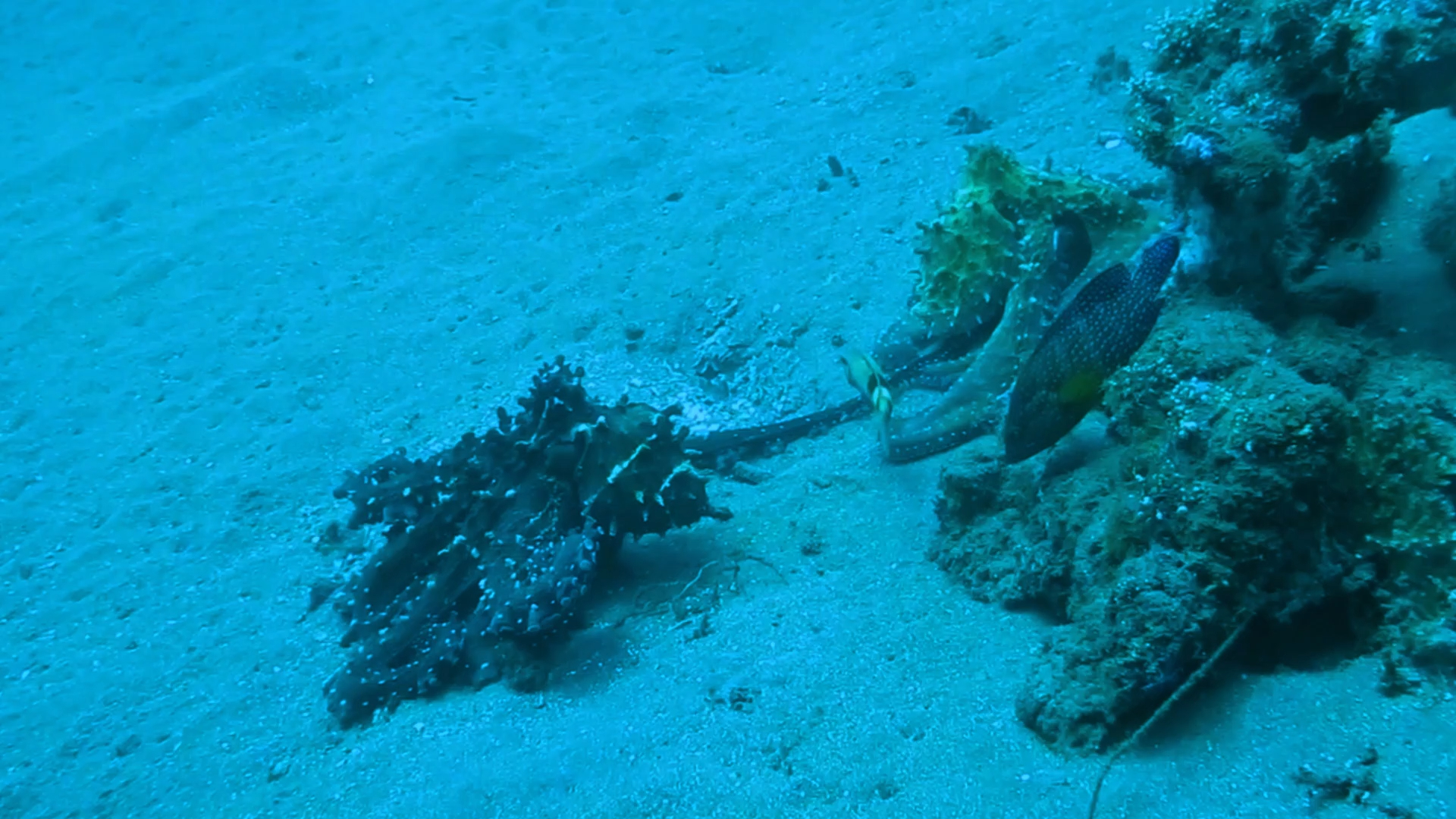 大蓝章鱼在交配后就迅速衰退进入死亡周期