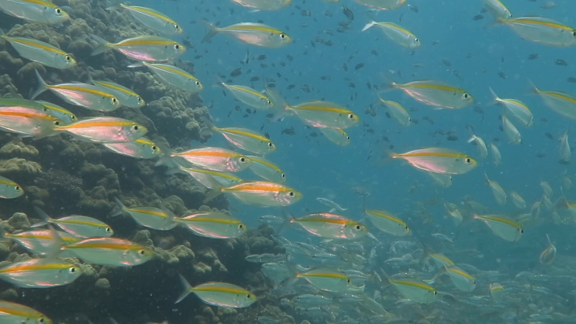 金带细鲹总是成群出现，很容易跟黄笛鲷混淆