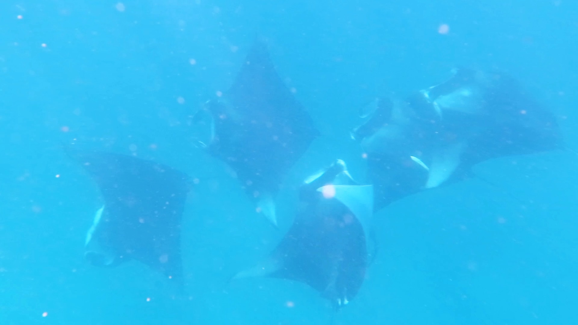 礁蝠鲼群的几种觅食方式