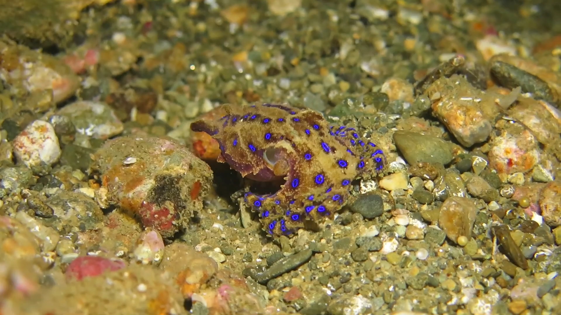 剧毒的蓝环章鱼拟态树叶