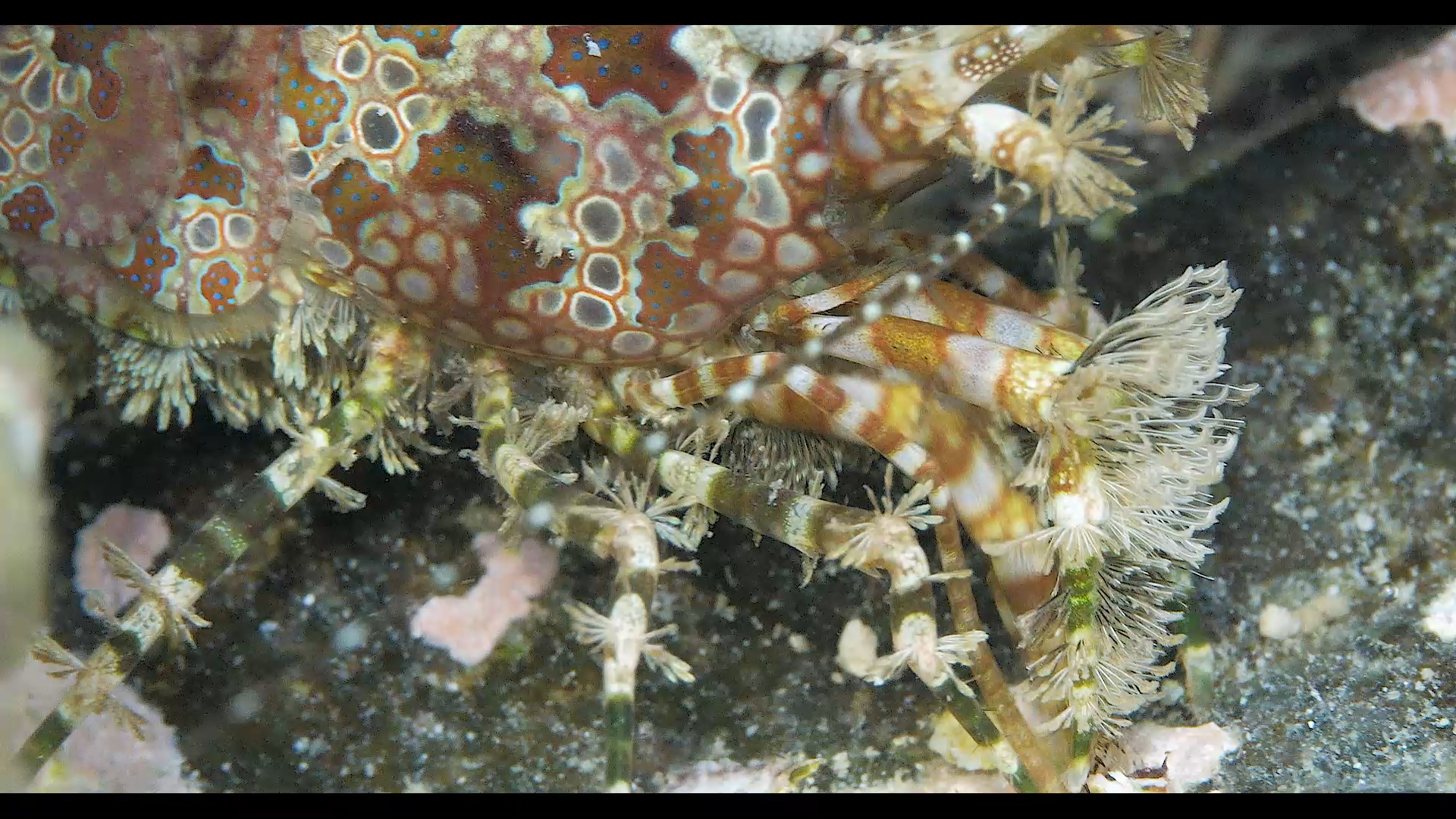 复杂花纹的花斑扫帚虾很具有伪装性