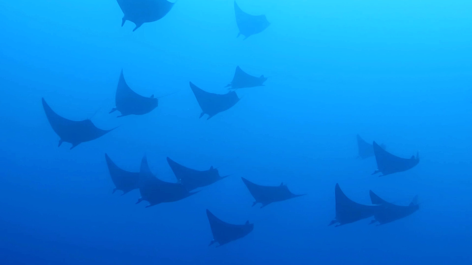 褐背蝠鲼小型魔鬼鱼