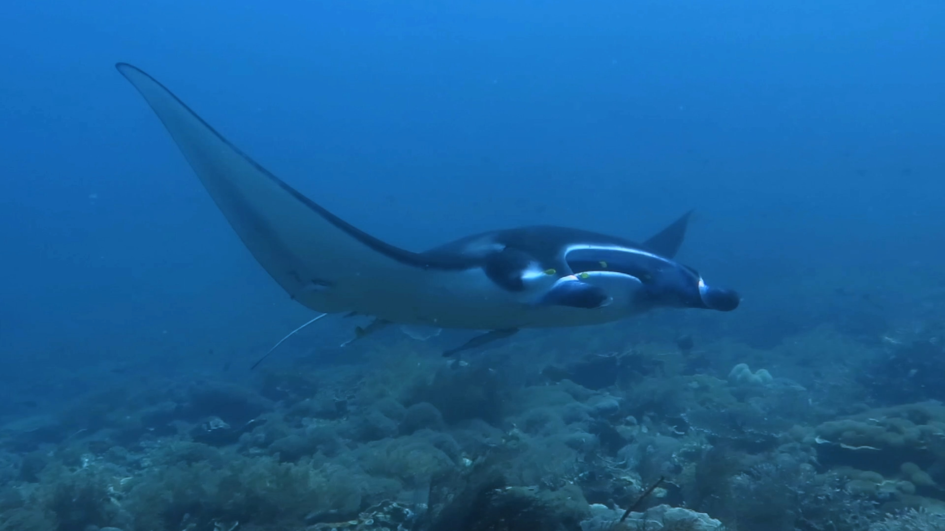 曾经以为魔鬼鱼的划动轨迹是最美的弧线