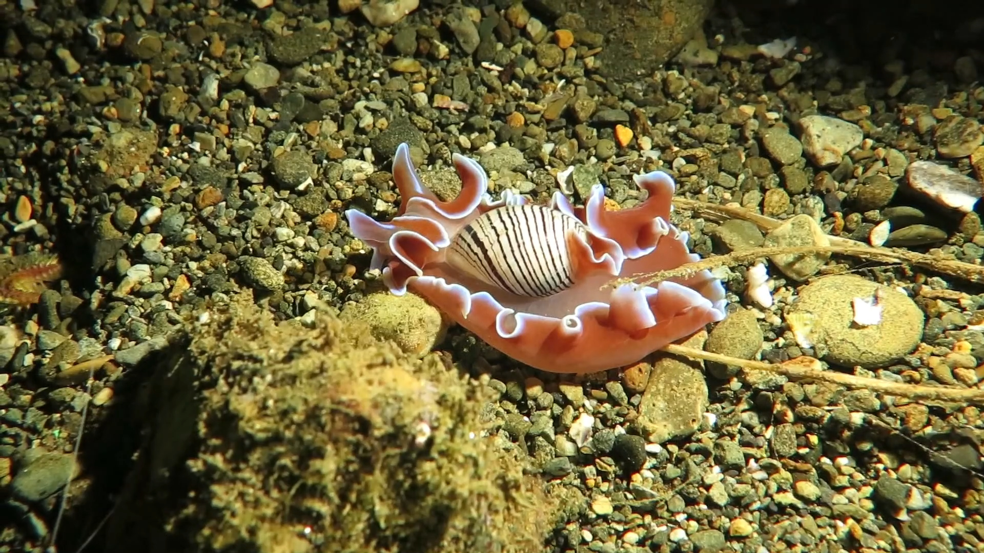 夜行美人儿玫瑰花瓣泡螺