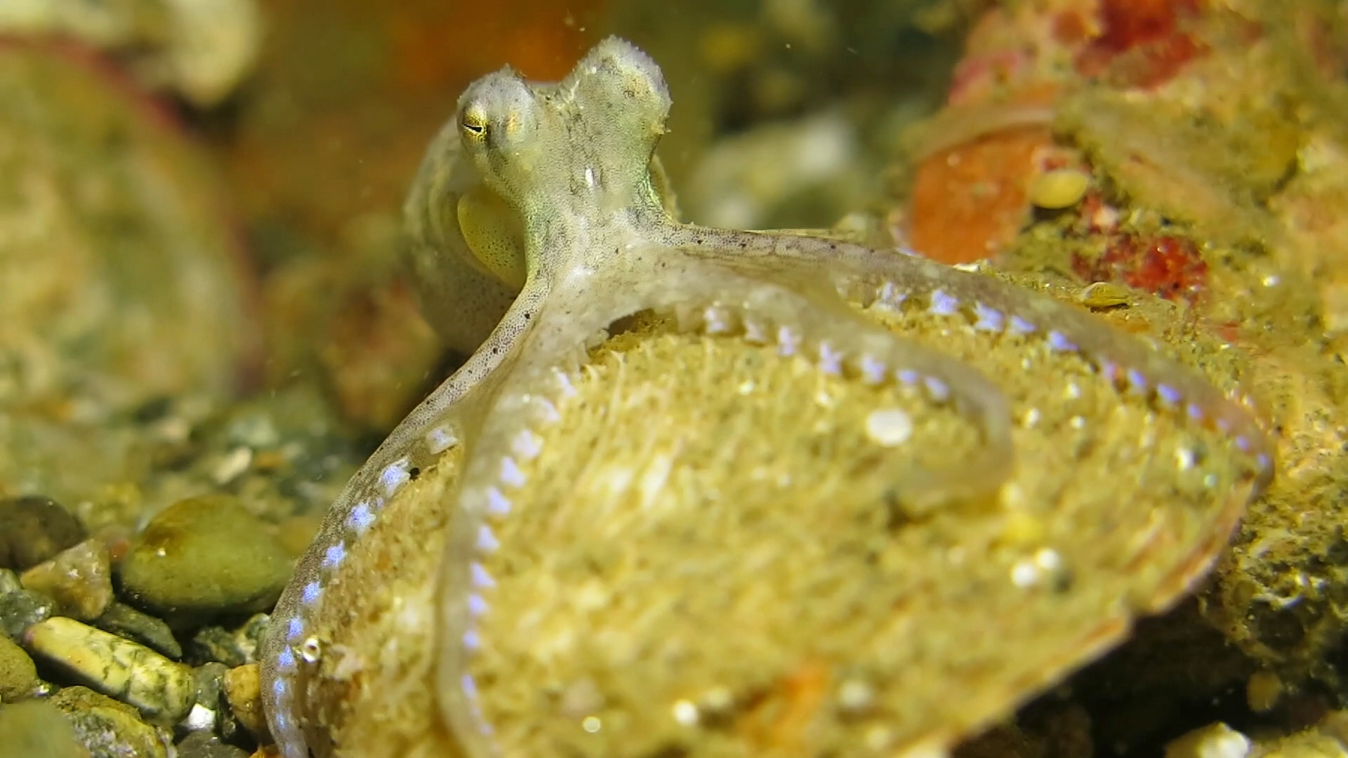 椰子章鱼搬运贝壳躲藏