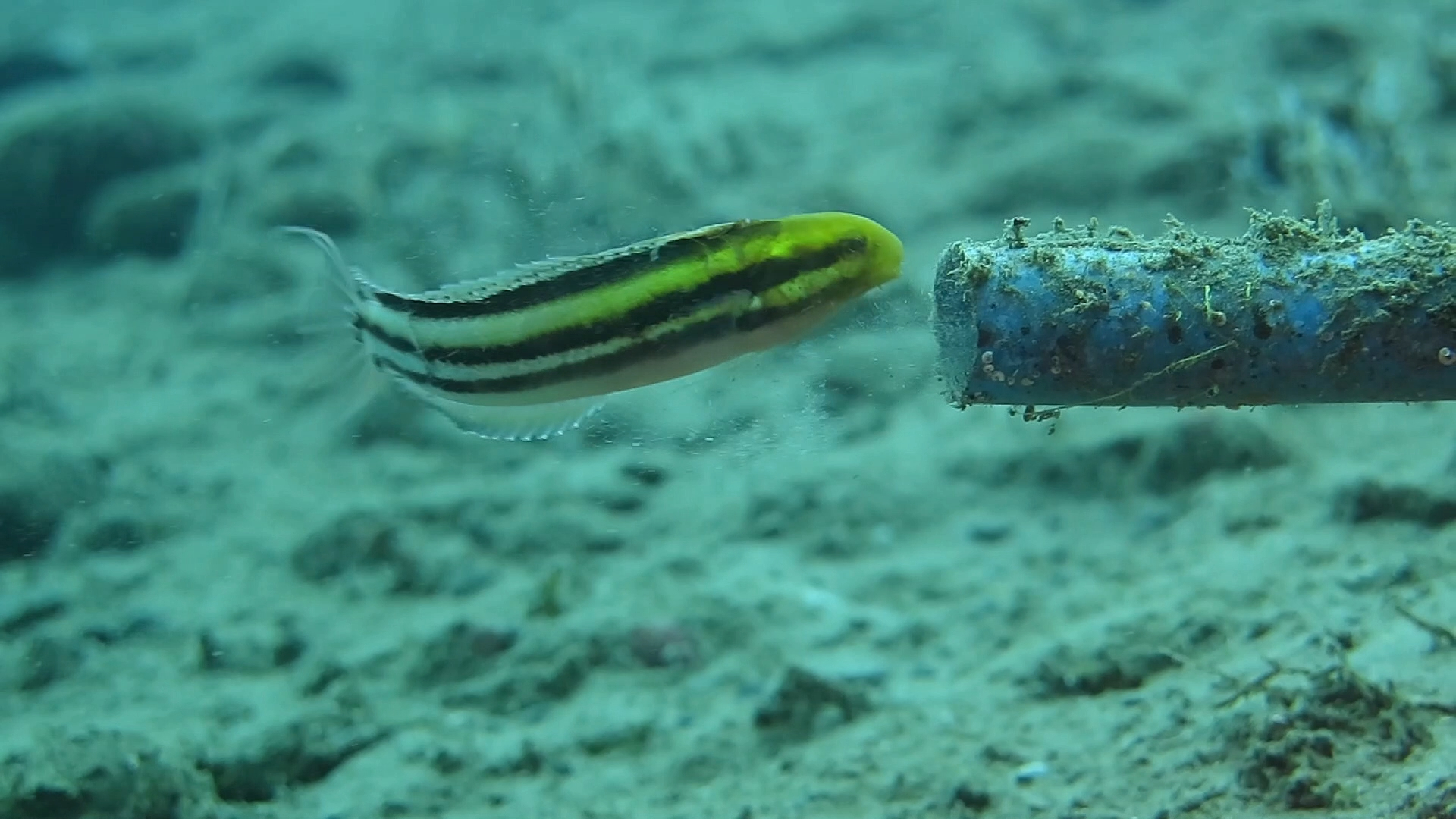 短头鳚互咬抢占地盘