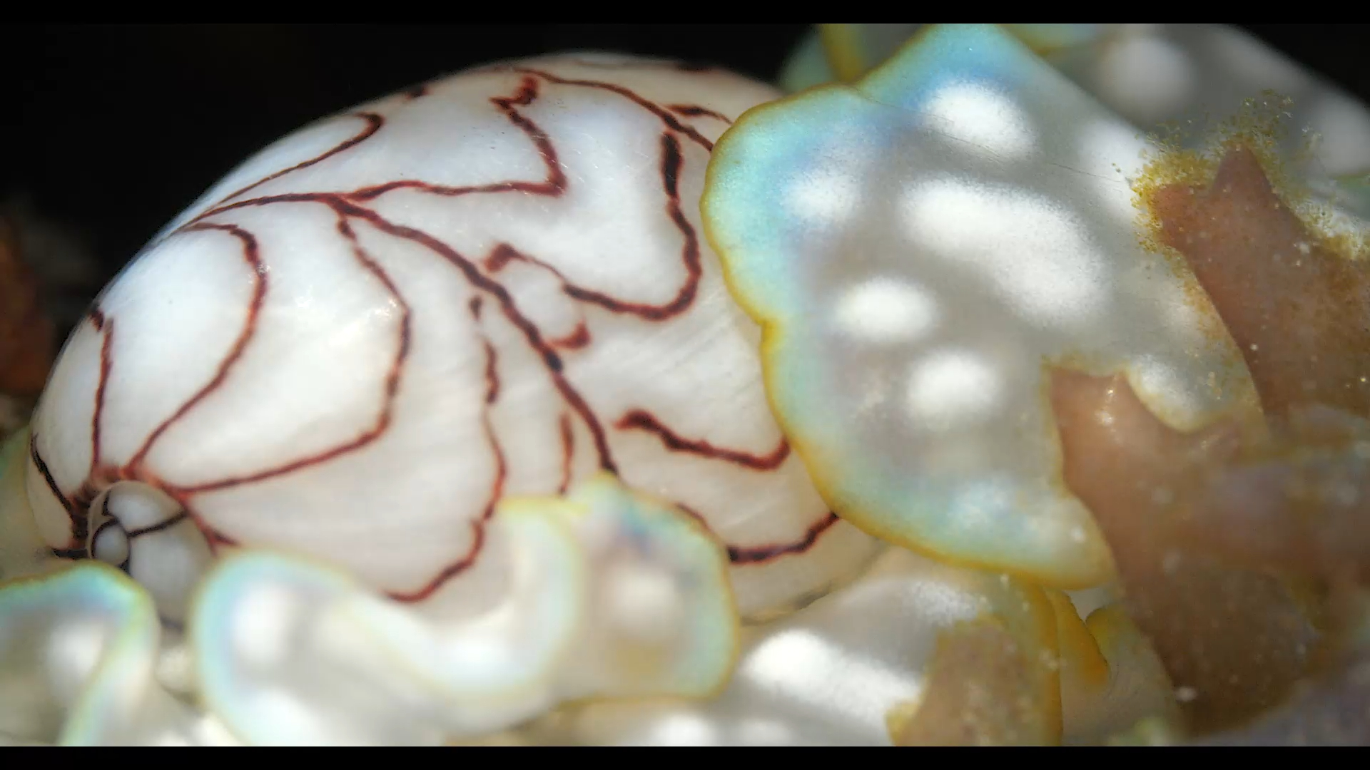 波纹泡螺正面特写