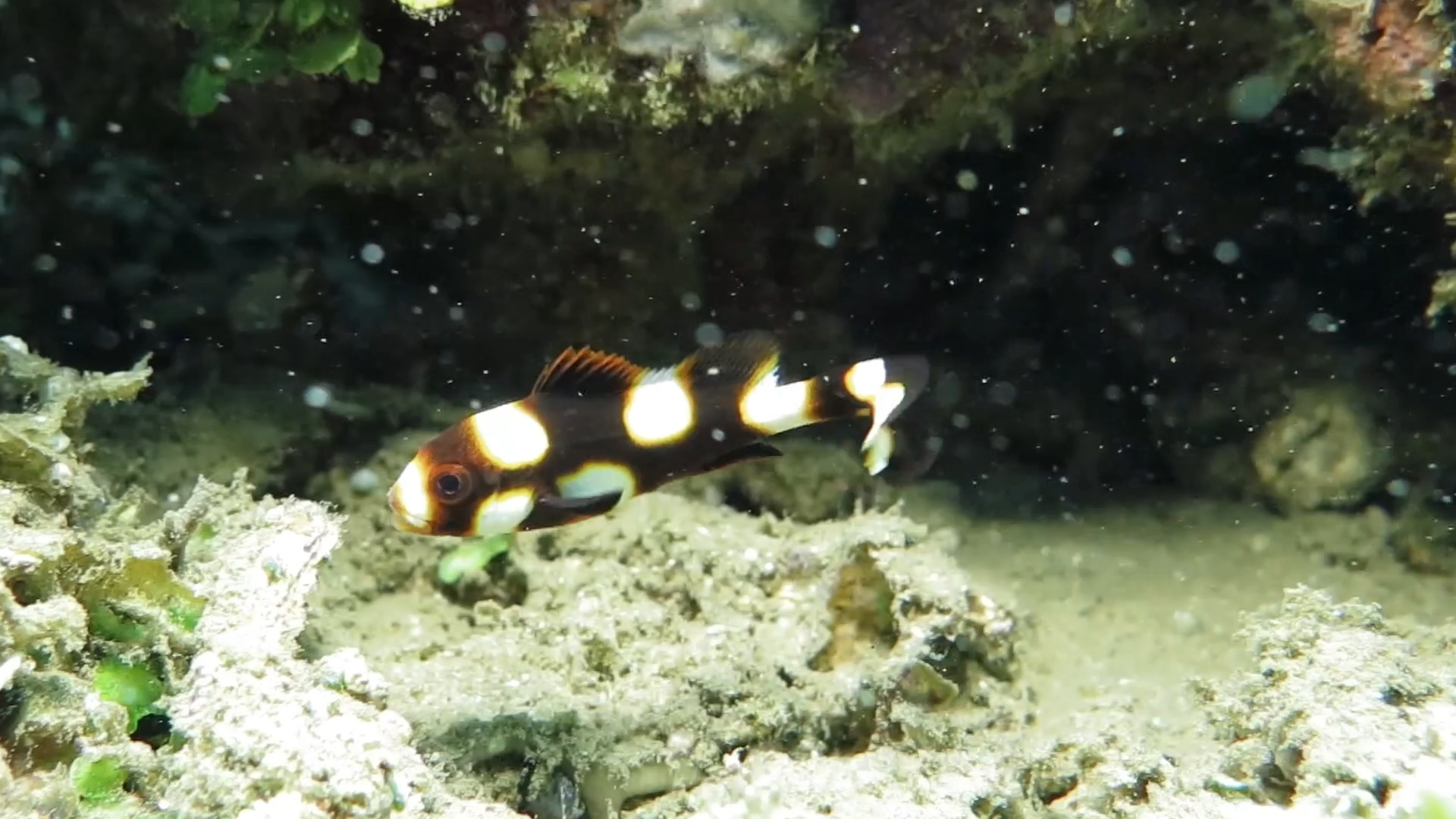 顶流狂踢不前进的胡椒鲷小时候