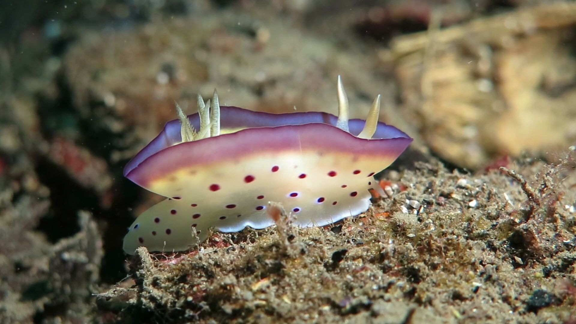 铜斑多彩海蛞蝓裙摆舞动的行走方式很迷人