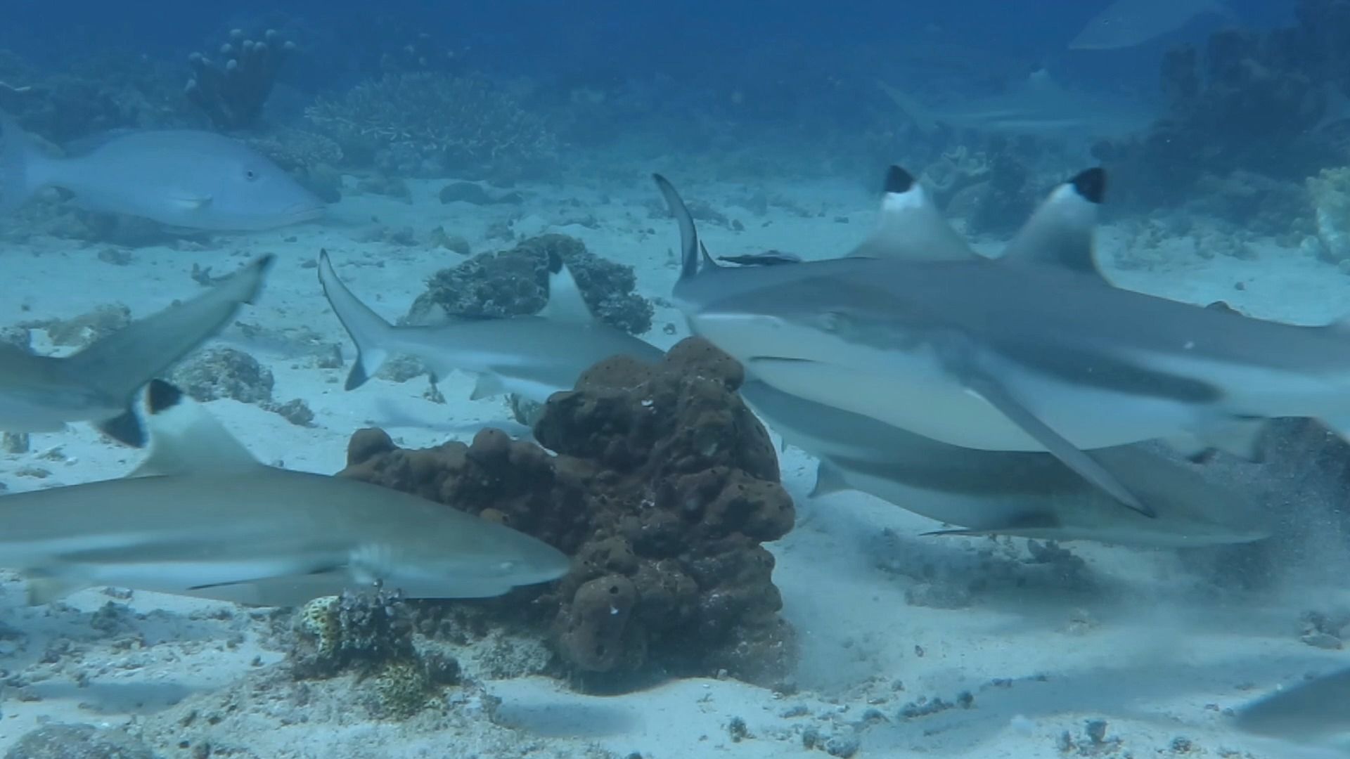乌翅真鲨群被喂食