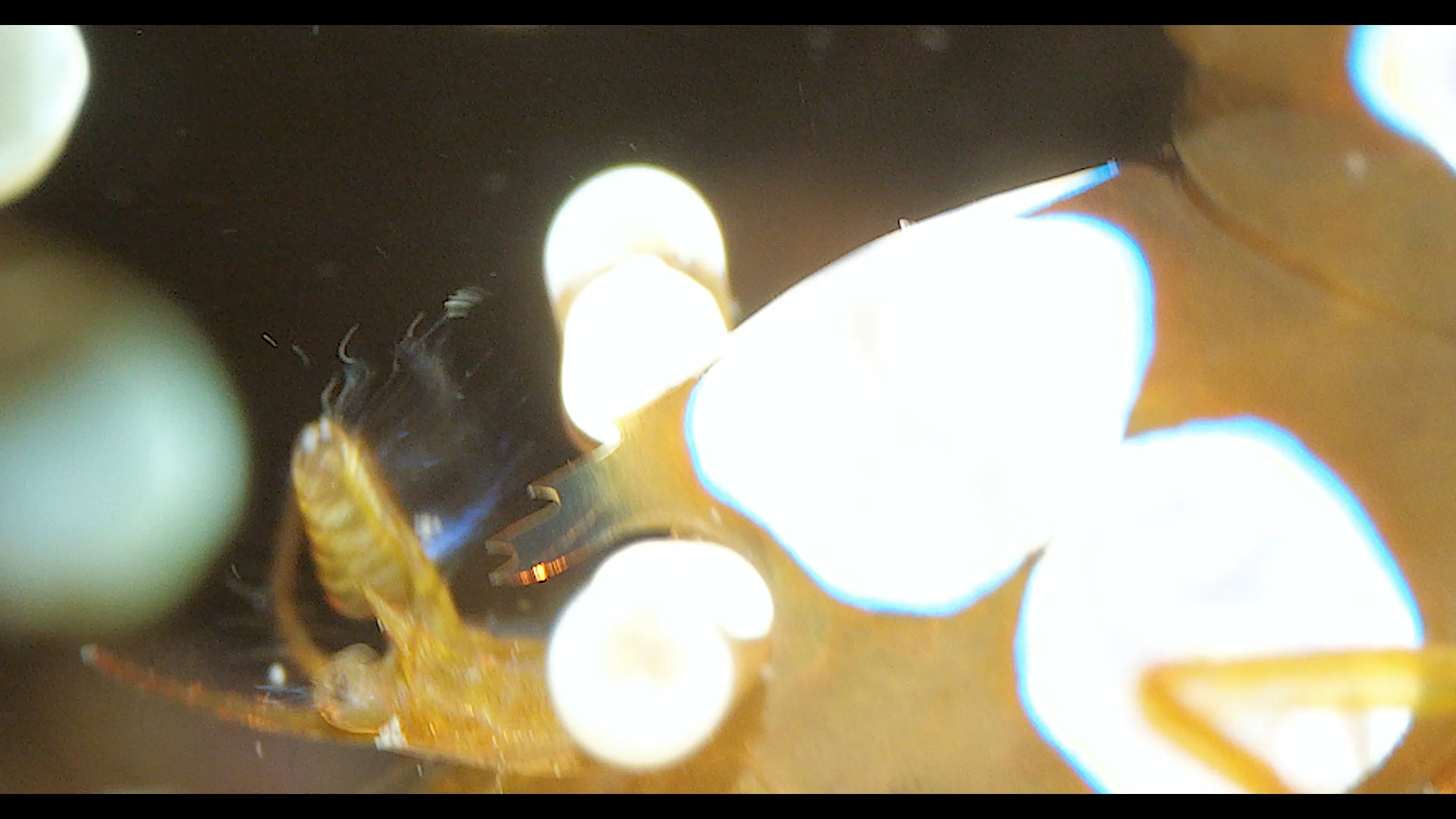 海葵共生虾在摇头晃脑