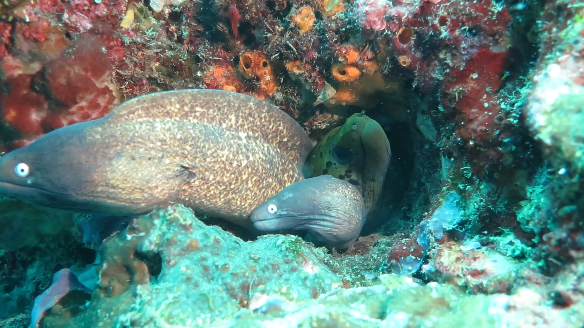 三条海鳗挤居在一个洞里