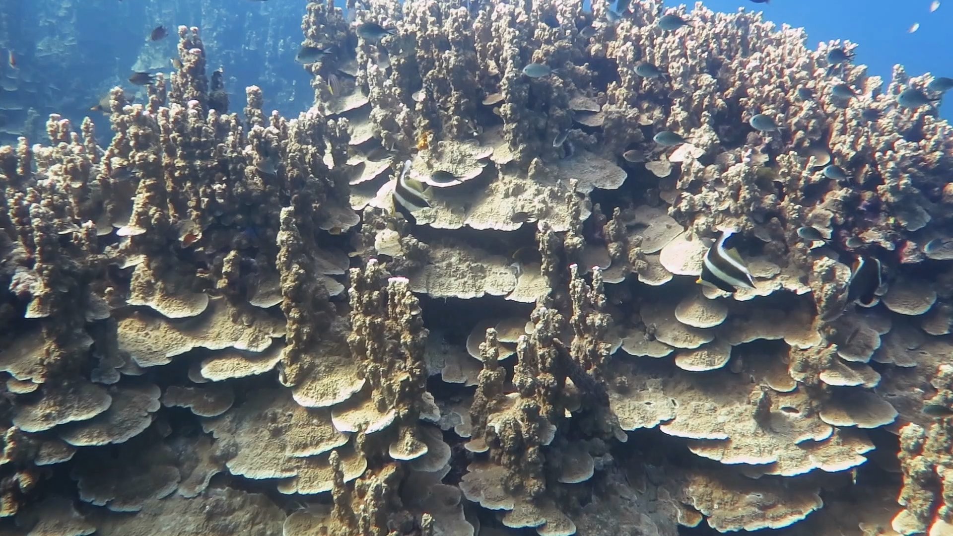 印度庙塔林式硬珊瑚