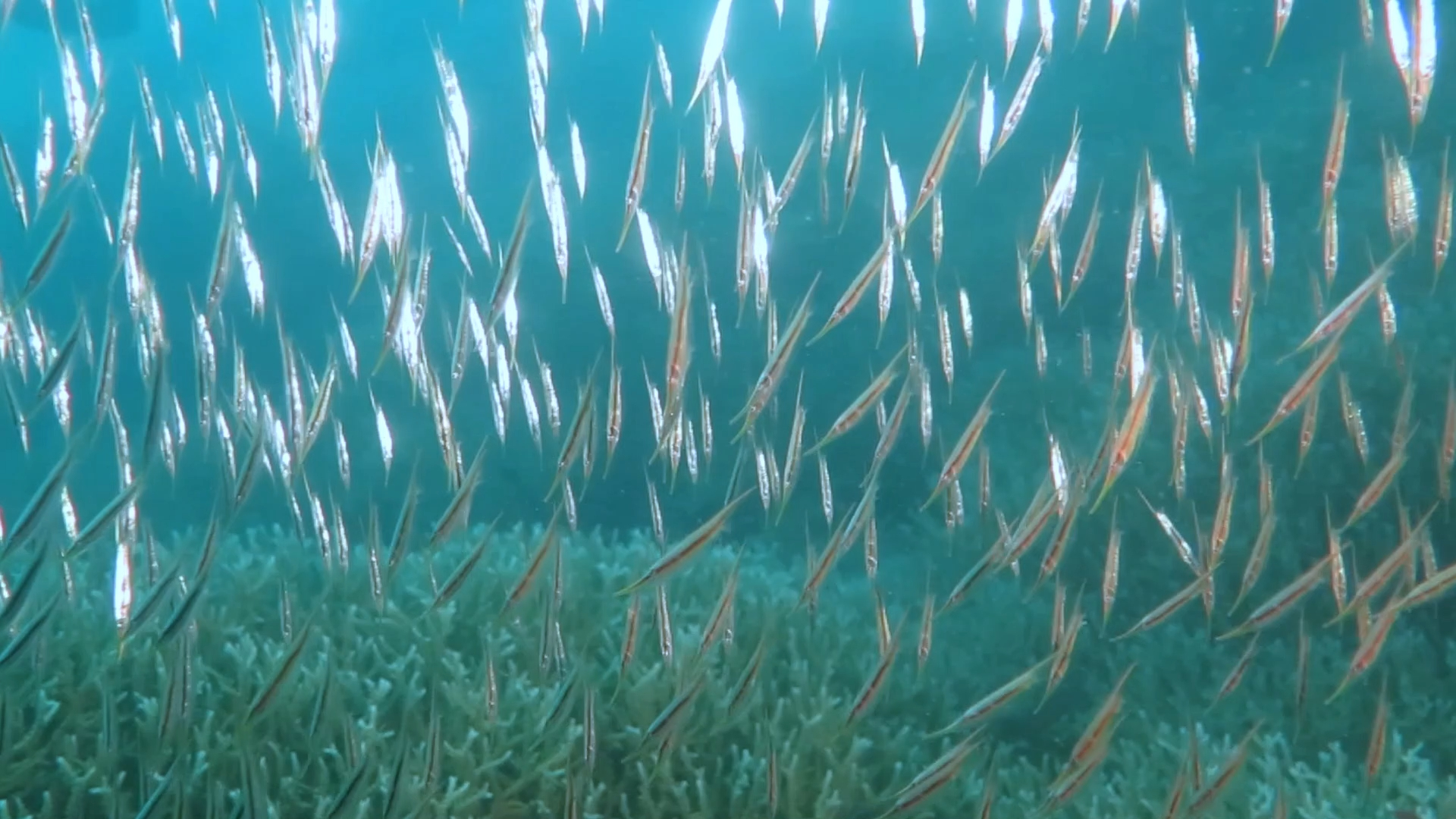 刀片鱼风暴，简直就是一场交响乐