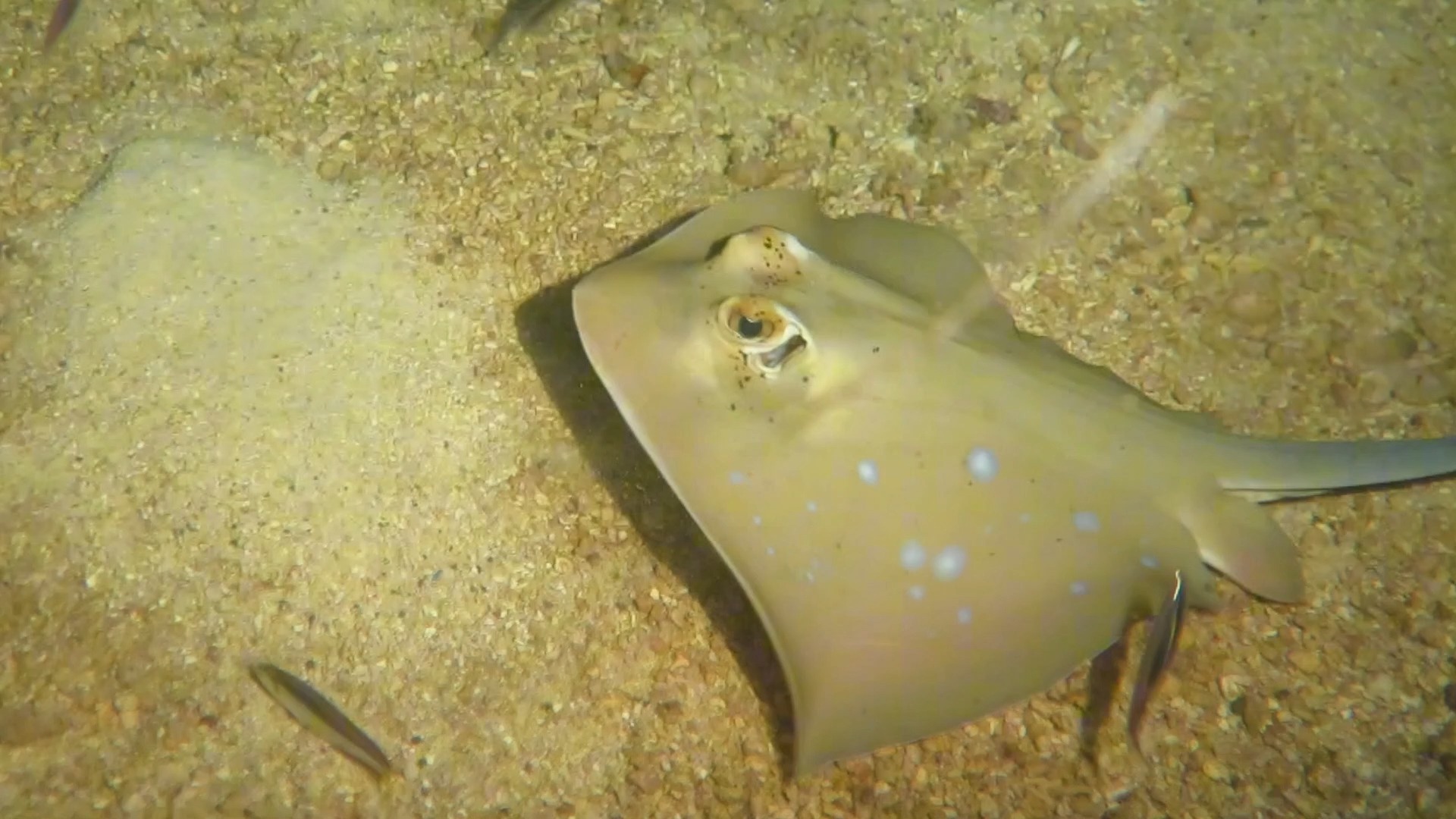 一个被鱼胖揍的夜潜